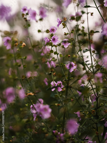 Spring flowers in the garden