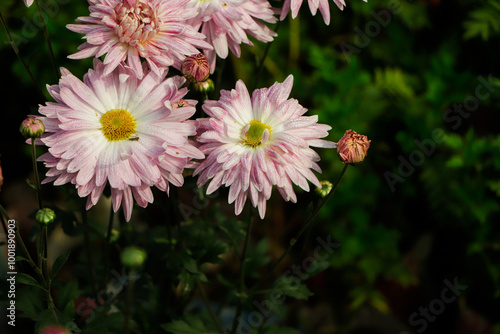 Colorful pink autumnal chrysanthemum background