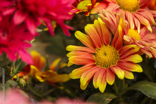 Orange yellow chrysanthemum flower in garden