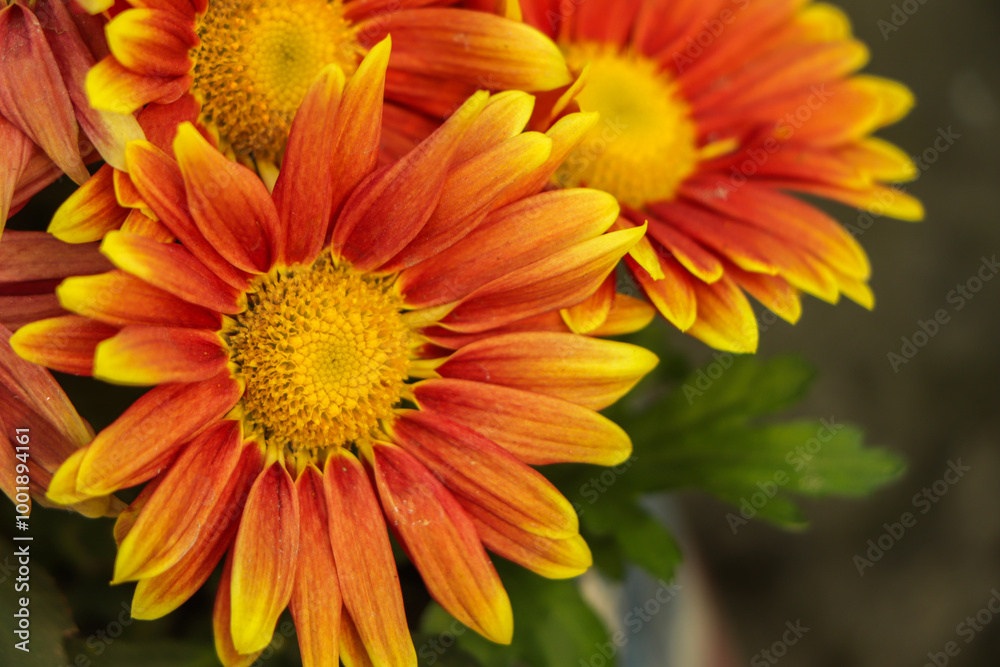 yellow orange chrysanthemum flower with copy space in garden yellow orange chrysanthemum flower with copy space in garden