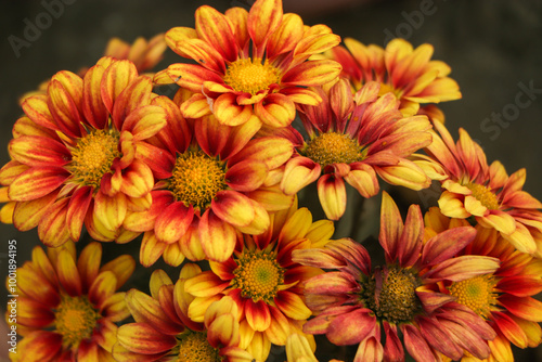 Full frame of yellow orange chrysanthemum flower in garden