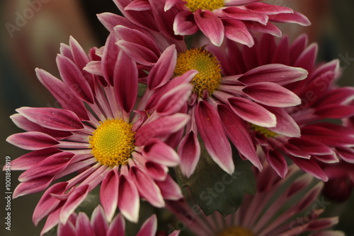 Pink Chrysanthemums in the autumn garden .Background of many small pink flowers of Chrysanthemum. Beautiful autumn flower background.