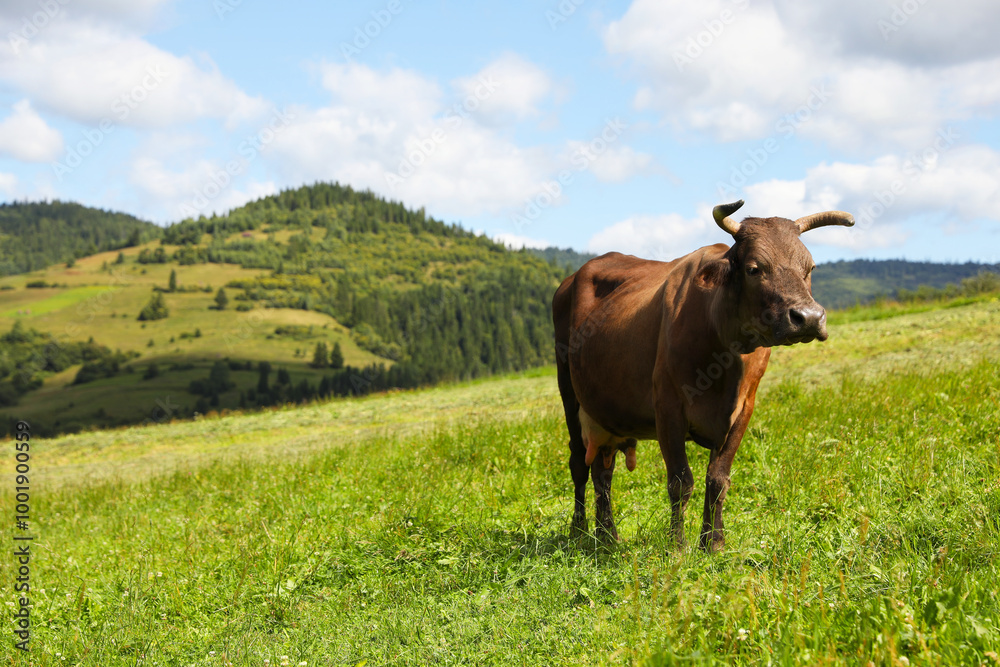 Beautiful cow grazing on green grass outdoors Beautiful cow grazing on green grass outdoors