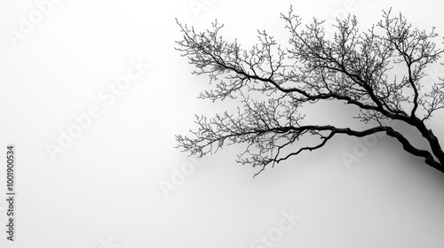 Wallpaper Mural Bare tree branch against white background Torontodigital.ca