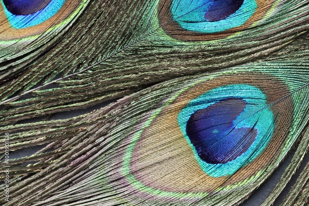 Fototapeta premium Beautiful bright peacock feathers as background, top view