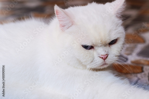 The British Shorthair is a selectively bred version of the traditional British domestic cat with characteristics such as a chubby body, short and thick fur, and a large face.