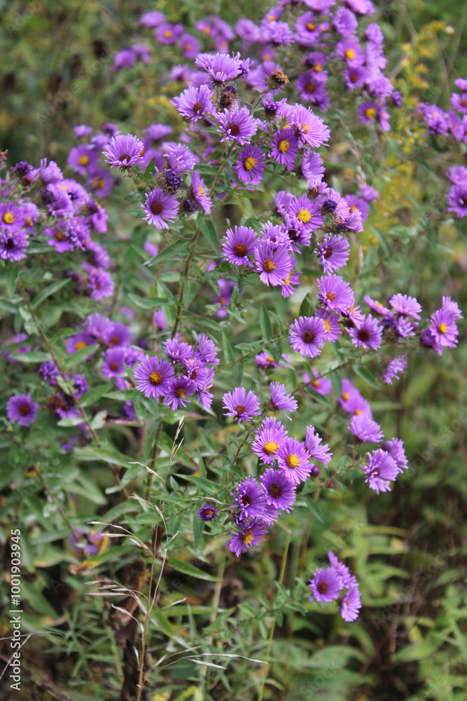 Many New England aster blooms at Old School Forest Preserve in Libertyville, Illinois Many New England aster blooms at Old School Forest Preserve in Libertyville, Illinois