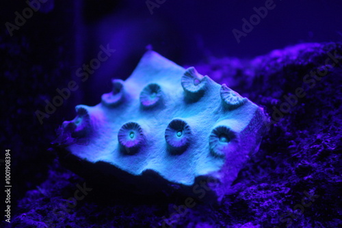 Purple and Green Hard Coral Polyps  photo