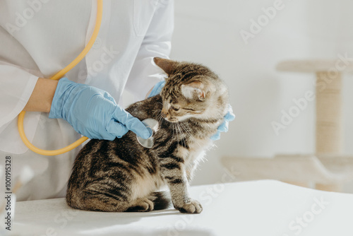 A veterinarian listens to the heartbeat of a kitten with a stethoscope in the clinic. photo