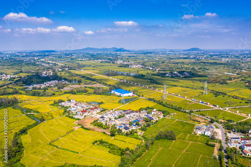 Pattern of paddy rice field by drone