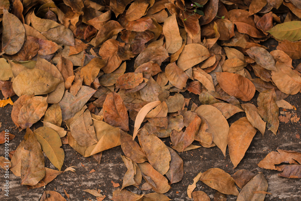 View of dry autumn leaves fallen on street. View of dry autumn leaves fallen on street.