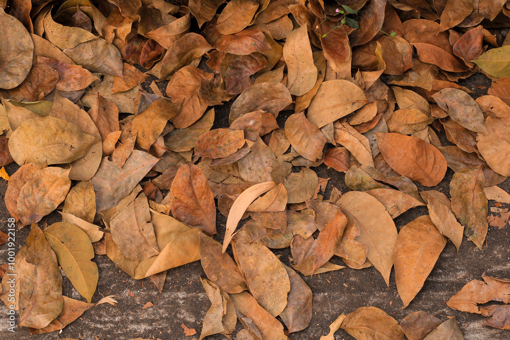 View of dry autumn leaves fallen on street. View of dry autumn leaves fallen on street.