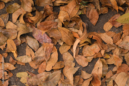 View of dry autumn leaves fallen on street.