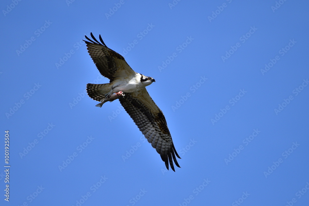 Obraz premium Osprey in flight
