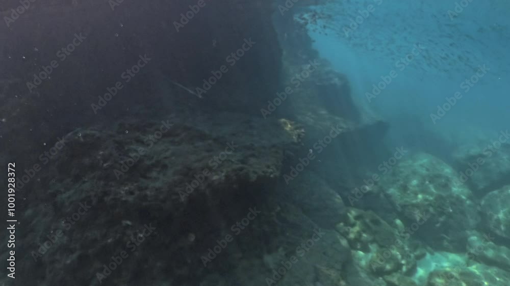 A School of Fish Swims Around Underwater Rocks, Including a Needlefish Gliding Near the Surface. Bubbles Rise Amidst the Dark, Serene Ambiance. A School of Fish Swims Around Underwater Rocks, Including a Needlefish Gliding Near the Surface. Bubbles Rise Amidst the Dark, Serene Ambiance.