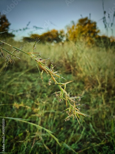 grass in the morning