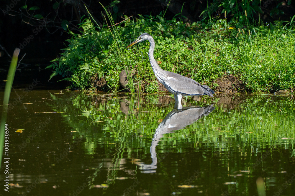 Naklejka premium アオサギ