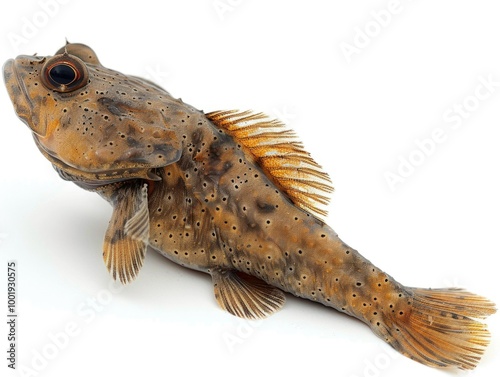 close up of a toadAmphibious mudskipper fish on white background, showcasing fins, body spots, and unique amphibious features, stock photo.
 photo