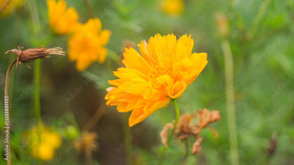 A photo of marigold flower. Taken during daytime in Las Piñas. A photo of marigold flower. Taken during daytime in Las Piñas.