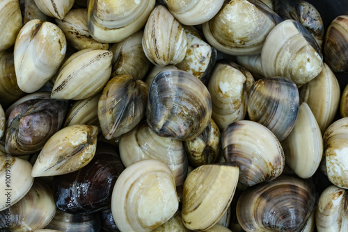 Fresh clams for seafood background