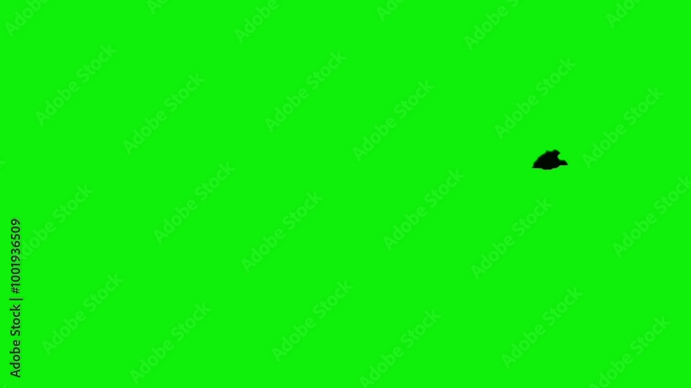 Sideview halloween bat colony silhouette animation flying from left to the right on green screen. Concept of halloween, animal, and wildlife.