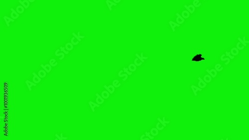 Sideview halloween bat colony silhouette animation flying from left to the right on green screen. Concept of halloween, animal, and wildlife. photo