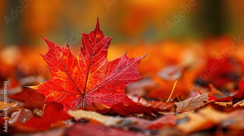 Gorgeous Autumn Red Maple Leaf Forest Background Picture: A Captivating Seasonal Display. Admire the Beauty and Tranquility.