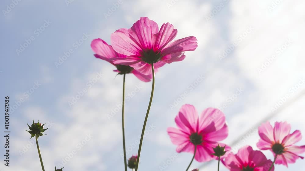 Gerbera flower backlight close-up natural writing 4K real shot Gerbera flower backlight close-up natural writing 4K real shot