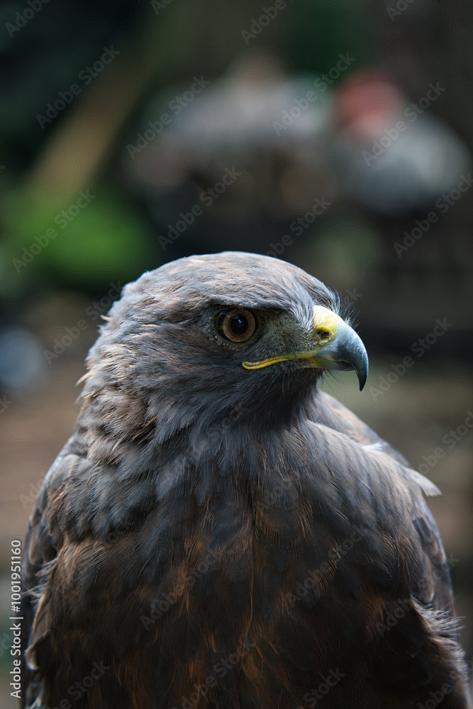 Fototapeta premium aguila roja 