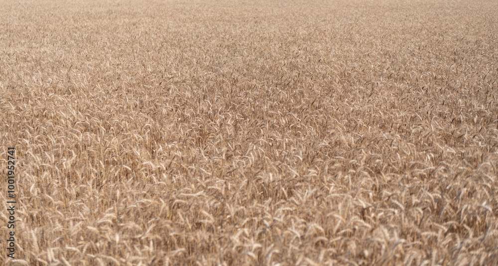 Fototapeta premium Agriculture barley or rye field. Summer nature. Wheat grain on the spikelet at the field. Ears of rye crop. Agriculture business and harvest. Landscape with field of ripe rye in summer