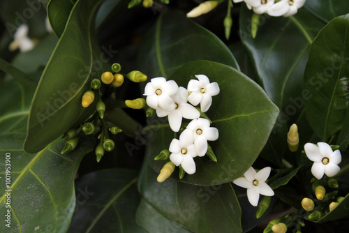 White flowers and buds on a Native Gardenia (Atractocarpus fitzalanii) plant in an Australian garden