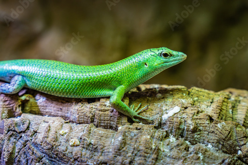 A vibrant green lizard perched on a textured wooden log in a lush, natural habitat under soft, diffused light