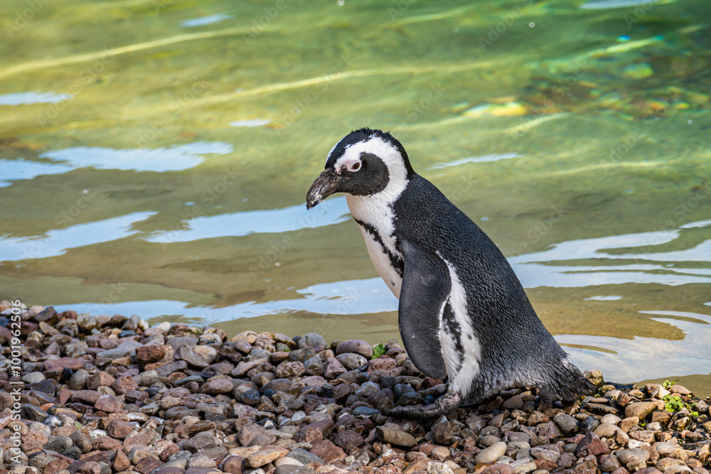 Fototapeta premium African penguin walking along the rocky shoreline near clear water on a sunny day