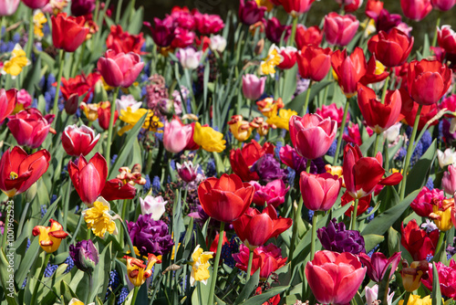 Colorful flowers tulips