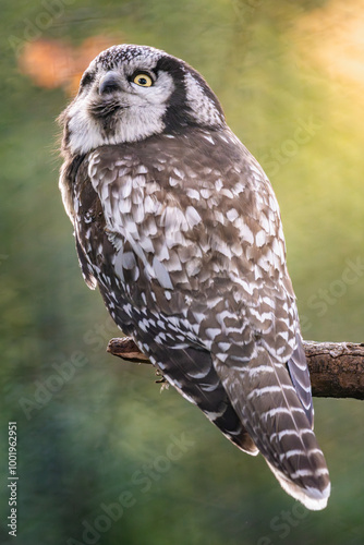 A poised northern hawk owl perched on a branch in a forest during late afternoon light