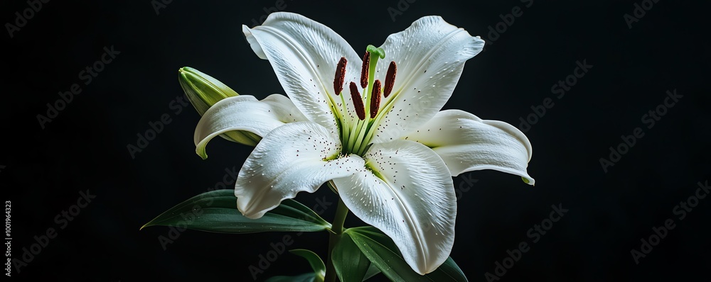 A stunning close-up of a vibrant white lily showcasing delicate petals and intricate details against a dark background.