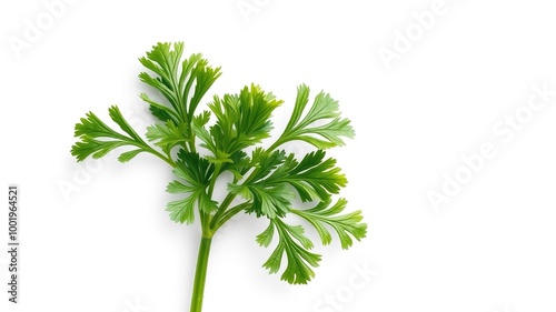 A lush green stem bearing delicate, feathery leaves of fresh parsley stands isolated on a crisp white background, exuding a burst of natural freshness and vitality.