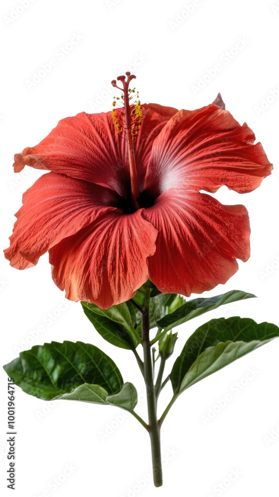 red hibiscus flower red hibiscus flower