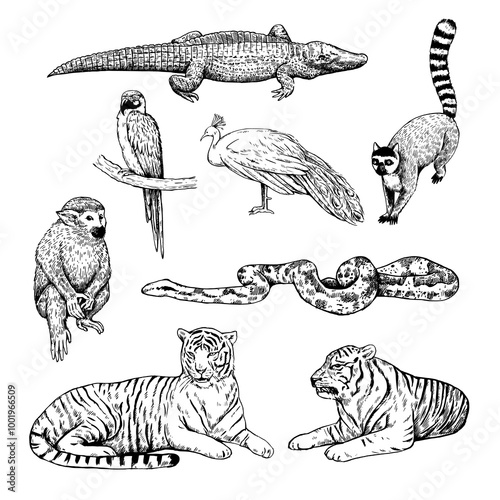 Set of tropical animals, crocodile, tigers, boa and birds. Detailed realistic hand-drawn illustration in retro engraving style.
