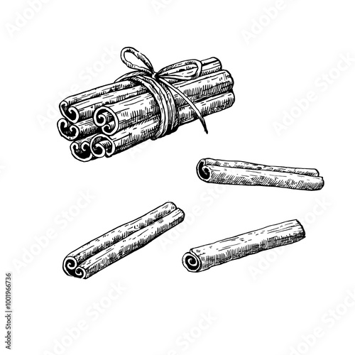 Cinnamon sticks isolated on white background. Hand-drawn vector illustration in black and white engraving style.