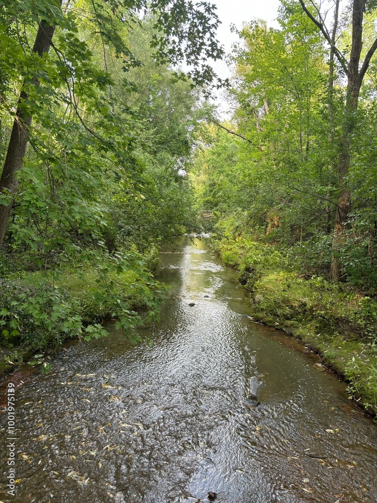 Obraz premium river in the forest