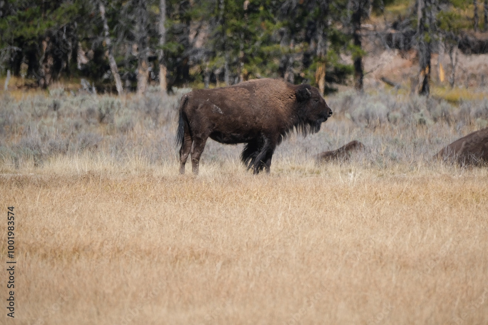 A bison stands in a golden grassy field on a warm autumn afternoon in Wyoming. A bison stands in a golden grassy field on a warm autumn afternoon in Wyoming.