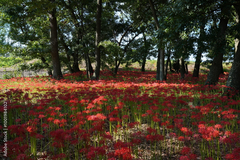 Red spider lily2024-3 Red spider lily2024-3