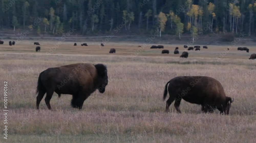 herd of bison in a field running together in the evening after sunset