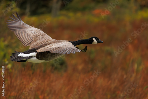 a goose flying in front of a marsh in autumn