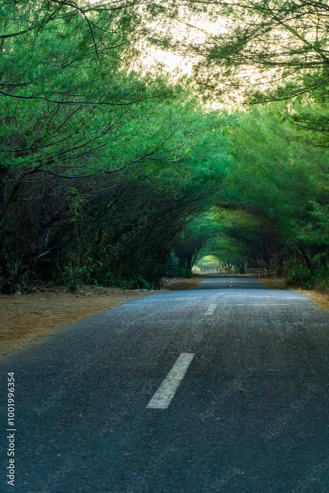 Obraz premium road in the forest