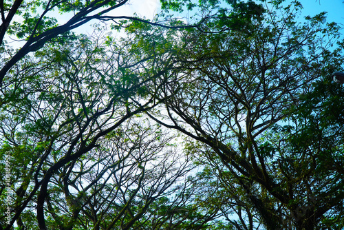 The beautiful natural background, the tips of pine leaves and branches against the blue sky.