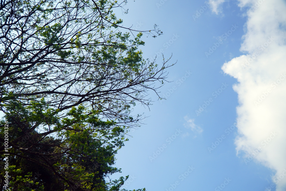The beautiful natural background, the tips of pine leaves and branches against the blue sky. The beautiful natural background, the tips of pine leaves and branches against the blue sky.