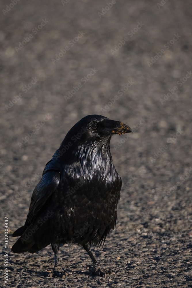 Fototapeta premium Raven with a dirty beak standing on the pavement of a parking lot in a national park