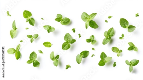 Fresh Oregano Leaves Isolated on White Background Generative AI